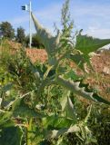 Atriplex sagittata. Верхушка вегетирующего растения. Москва, Свиблово, насыпь окружной железной дороги у ст. м. \"Ботанический сад\". 09.07.2014.