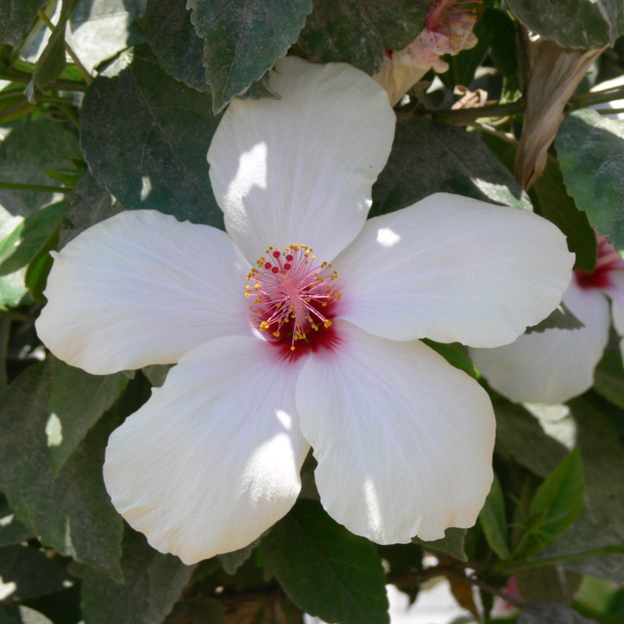 Изображение особи Hibiscus rosa-sinensis.