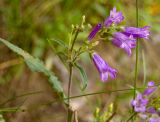 Campanula sibirica