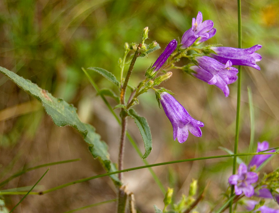 Изображение особи Campanula sibirica.