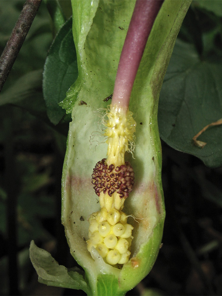 Изображение особи Arum maculatum.