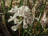 Corydalis magadanica