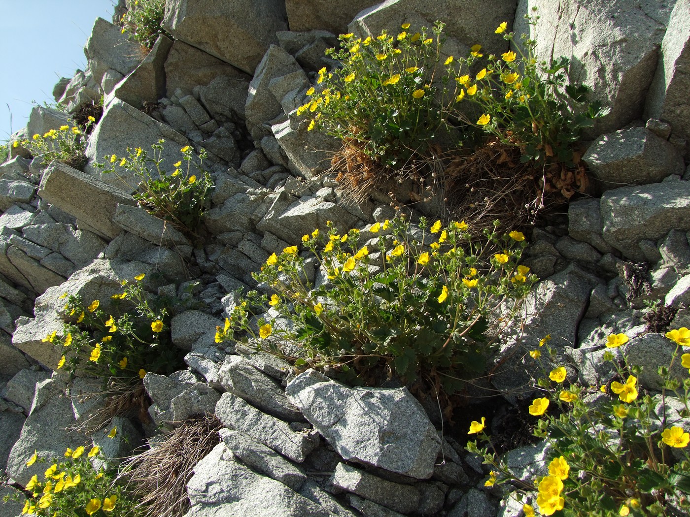 Image of Potentilla fragiformis specimen.