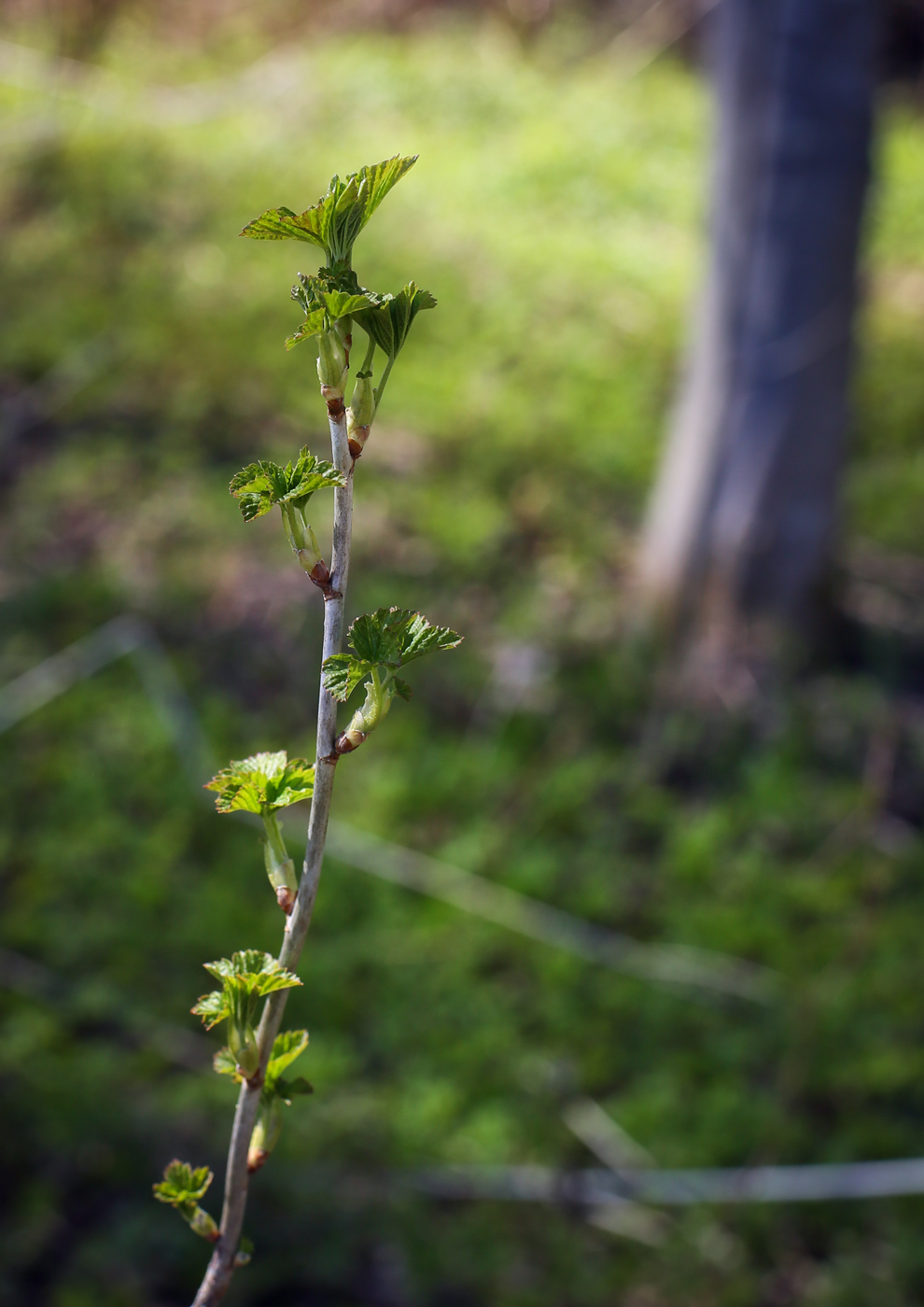 Image of Ribes nigrum specimen.