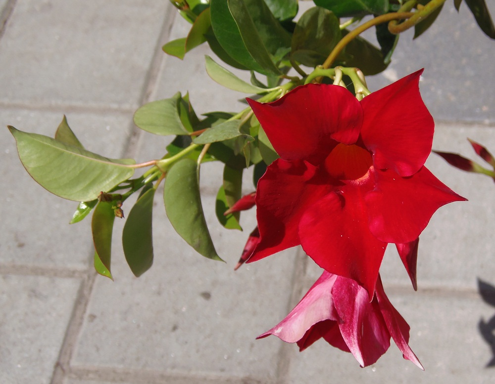 Изображение особи род Mandevilla.