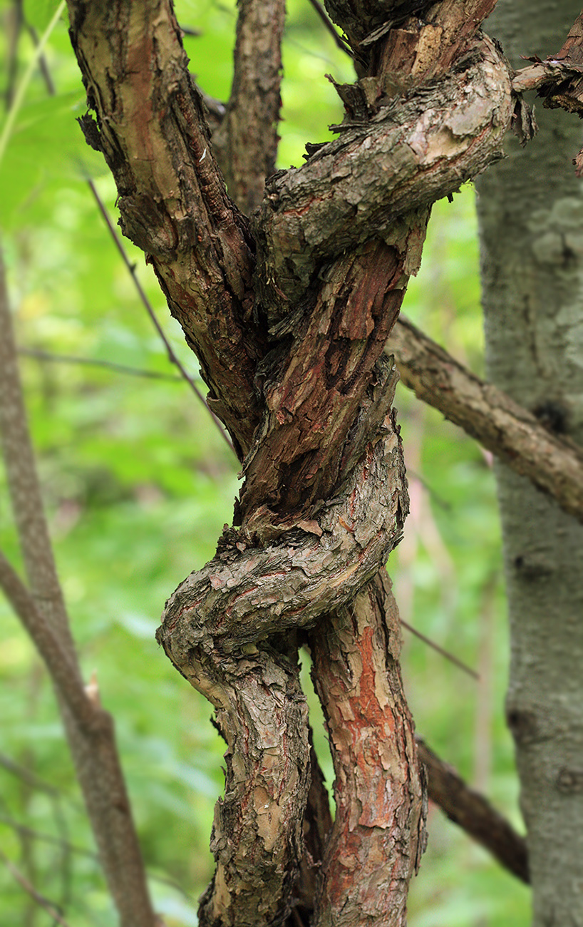 Image of Actinidia kolomikta specimen.