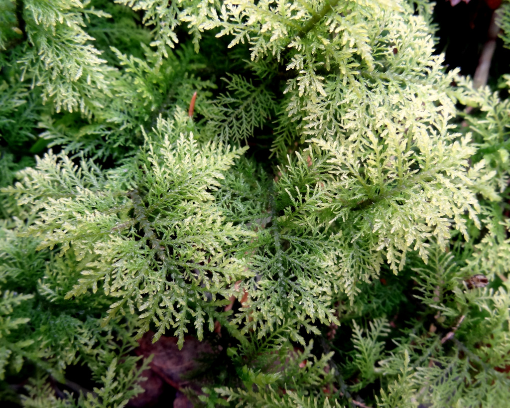 Image of Thuidium assimile specimen.