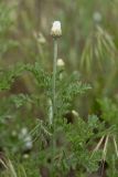 Anthemis ruthenica. Верхушка расцветающего растения. Ростовская обл., Мясниковский р-н, окр. хут. Мартыново, на границе пойменного луга и ж.-д. насыпи. 09.05.2015.