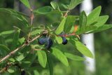 Lonicera edulis. Верхушка ветви с плодами. Амурская обл., Магдагачинский р-н, окр. пос. Магдагачи, опушка смешанного леса вдоль берега водохранилища (р. Горчаки). 29.06.2016.