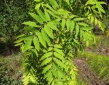 Sorbus sibirica