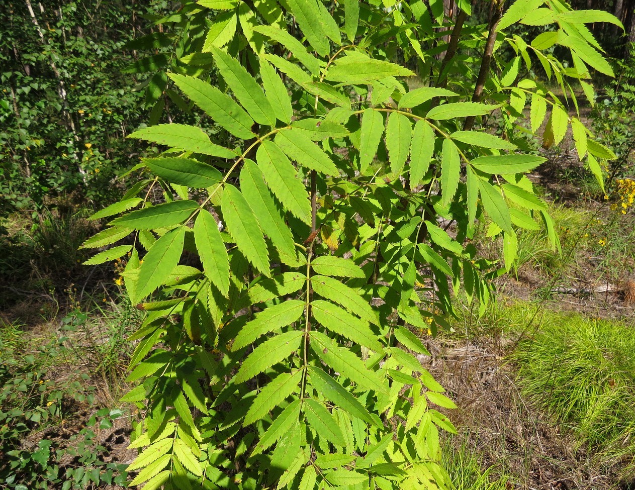 Изображение особи Sorbus sibirica.