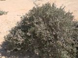 Suaeda vermiculata
