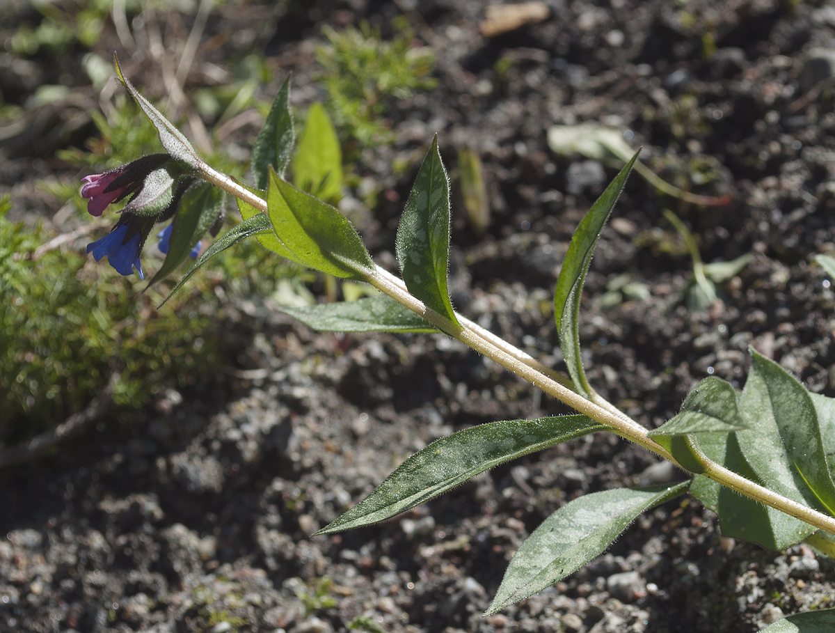 Изображение особи Pulmonaria longifolia.