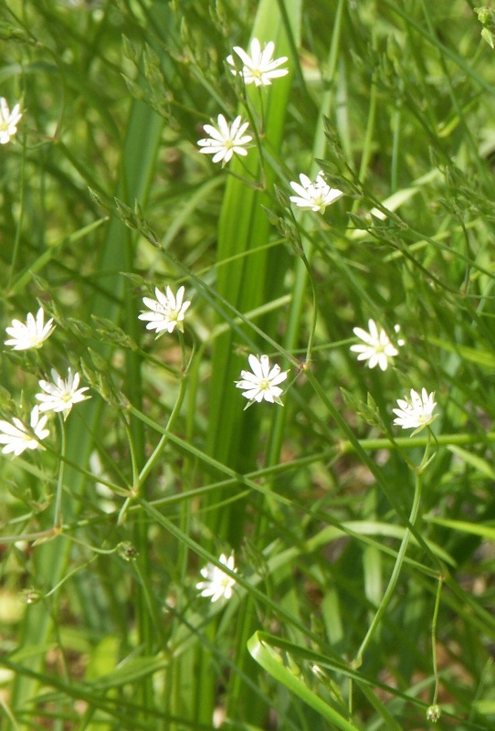 Изображение особи Stellaria palustris.