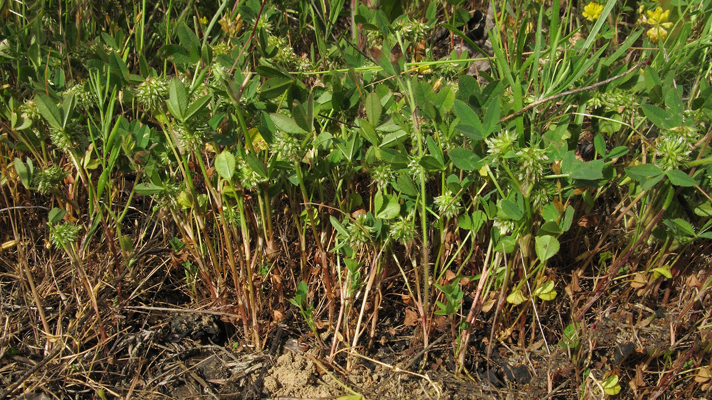 Изображение особи Trifolium retusum.