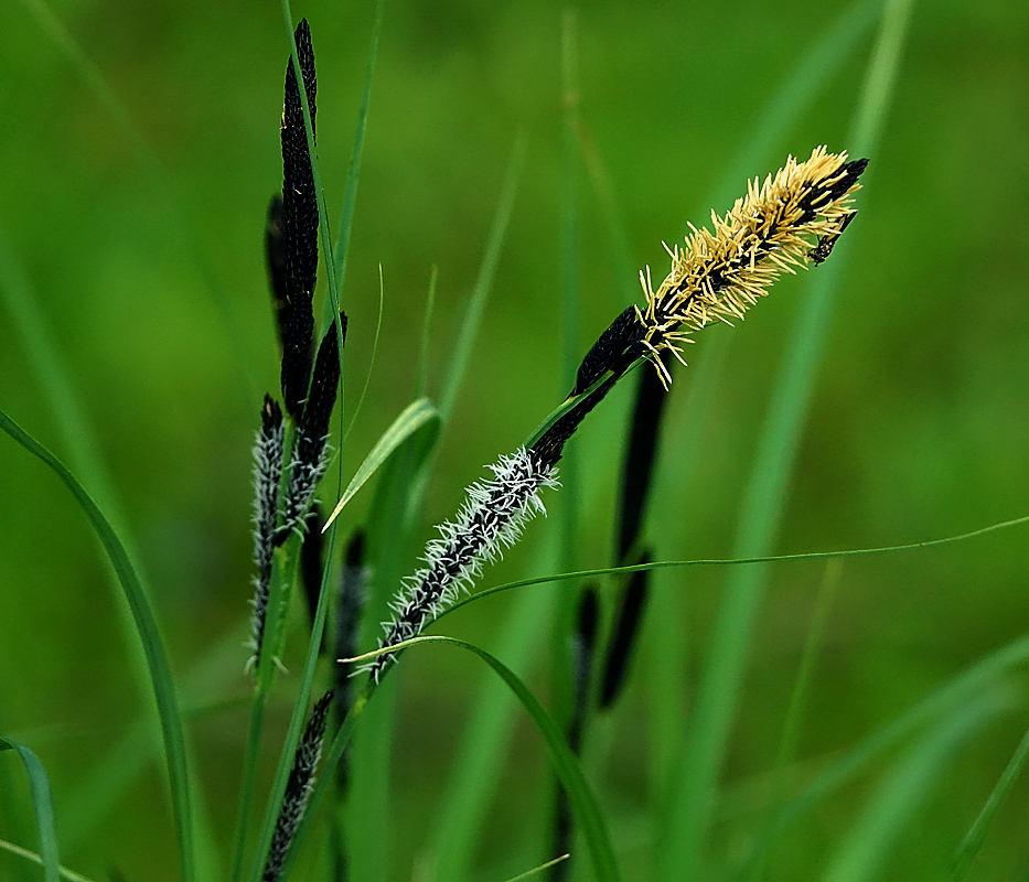 Image of Carex acuta specimen.