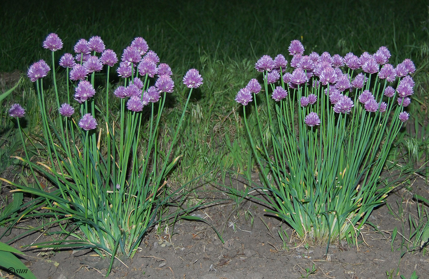 Изображение особи Allium schoenoprasum.