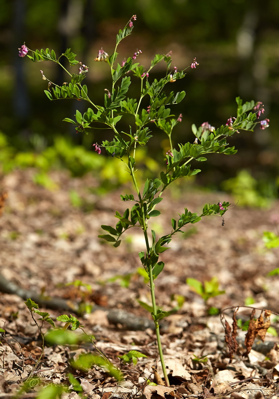 Изображение особи Lathyrus niger.