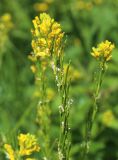Barbarea stricta