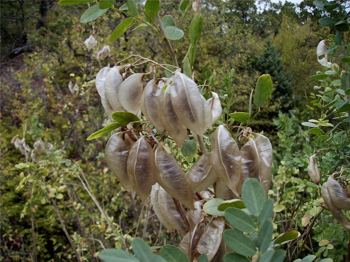 Image of Colutea cilicica specimen.