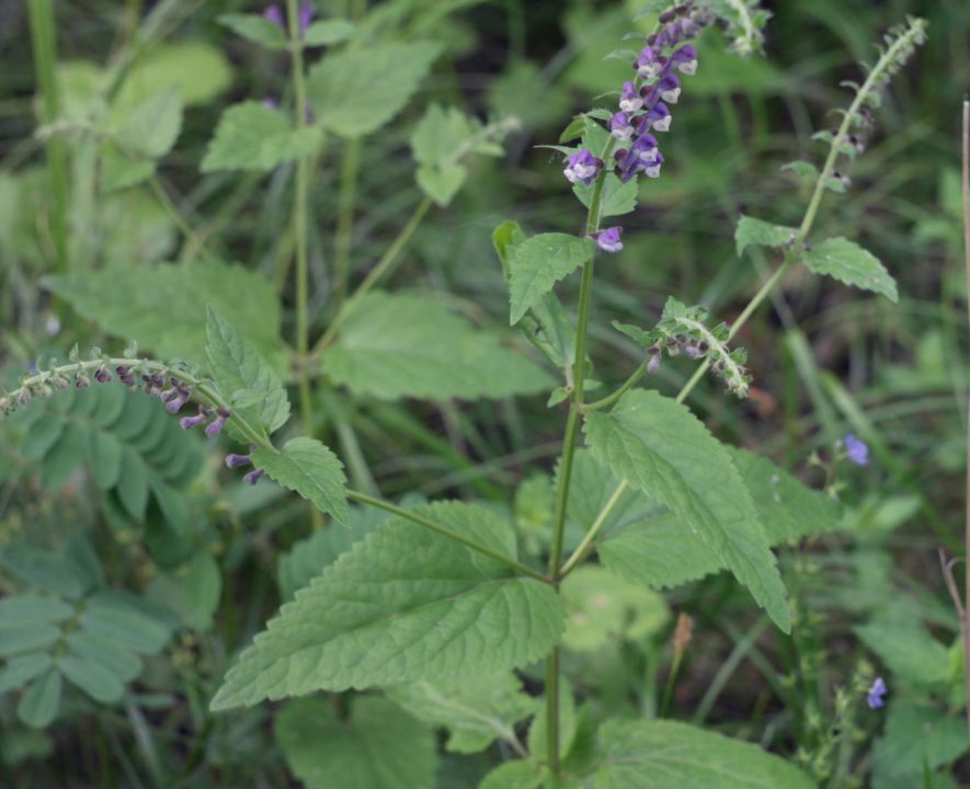 Image of Scutellaria altissima specimen.