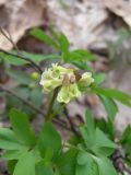 Corydalis cava