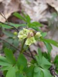 Corydalis cava