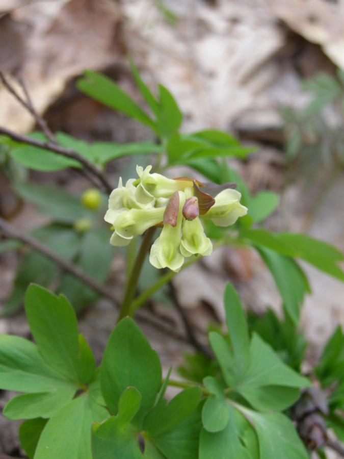 Изображение особи Corydalis cava.