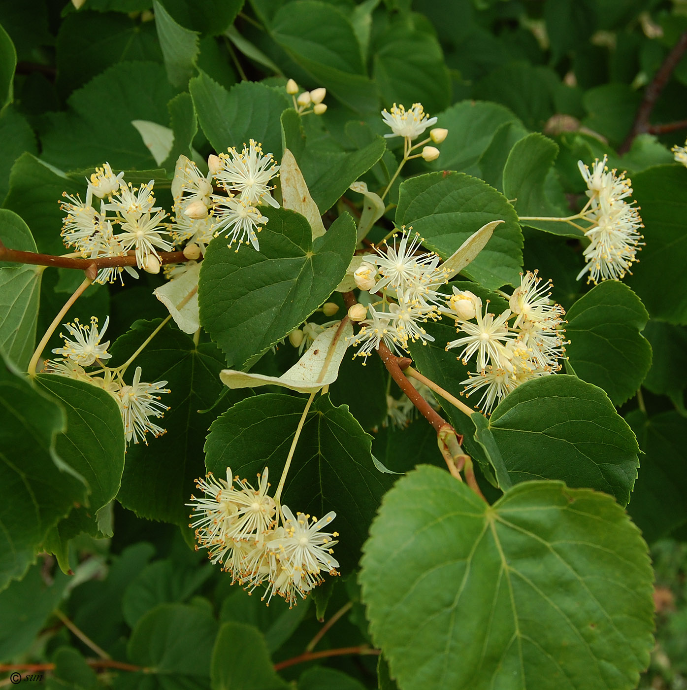 Image of Tilia amurensis specimen.