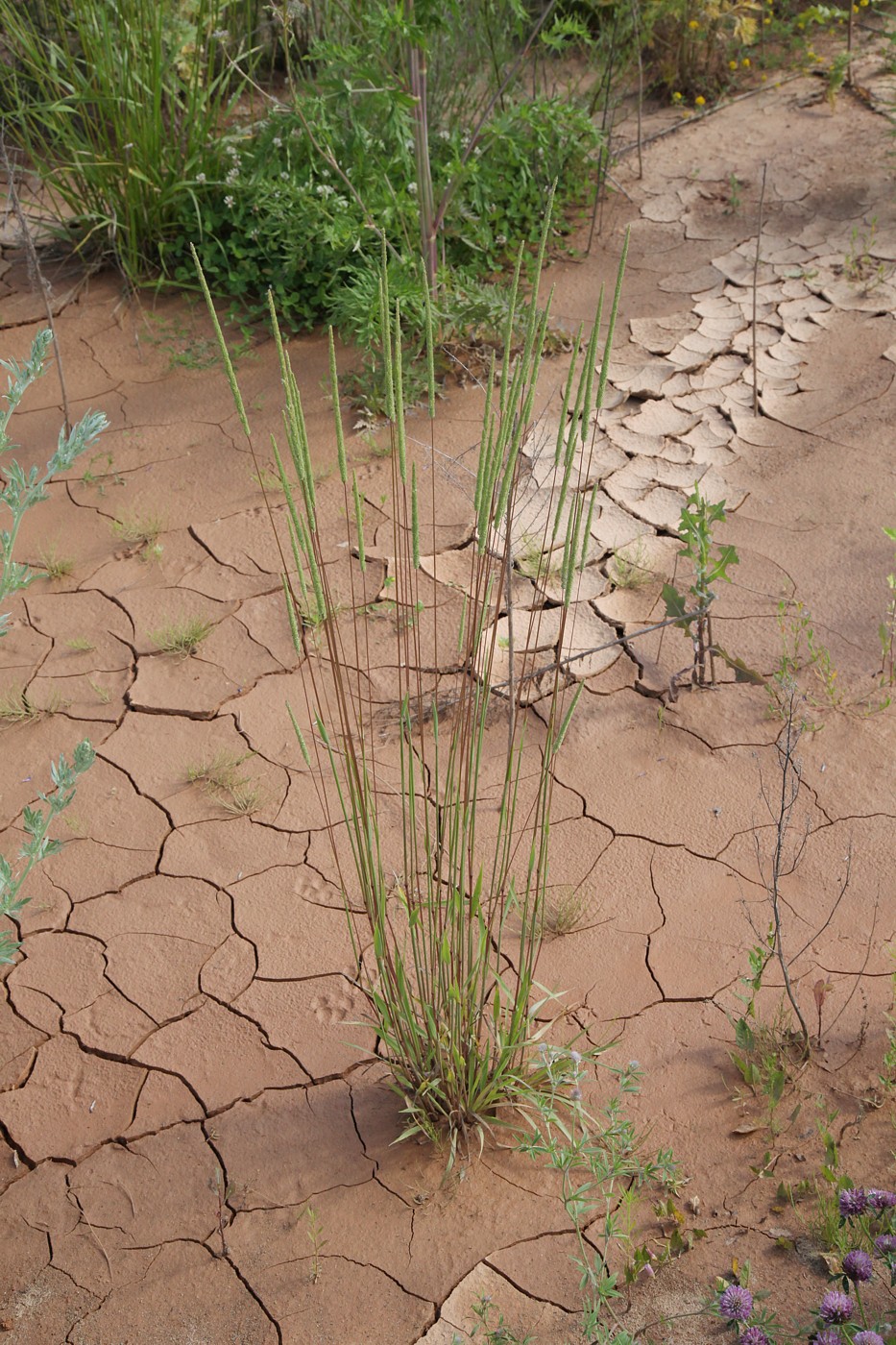 Изображение особи Phleum phleoides.