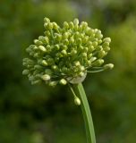 Allium nutans. Нераспустившееся соцветие. Пермский край, г. Пермь, Кировский р-н, садовый участок, в культуре, привезено из Горного Алтая (долина р. Катунь в р-не устья р. Урсул). 16 июля 2017 г.