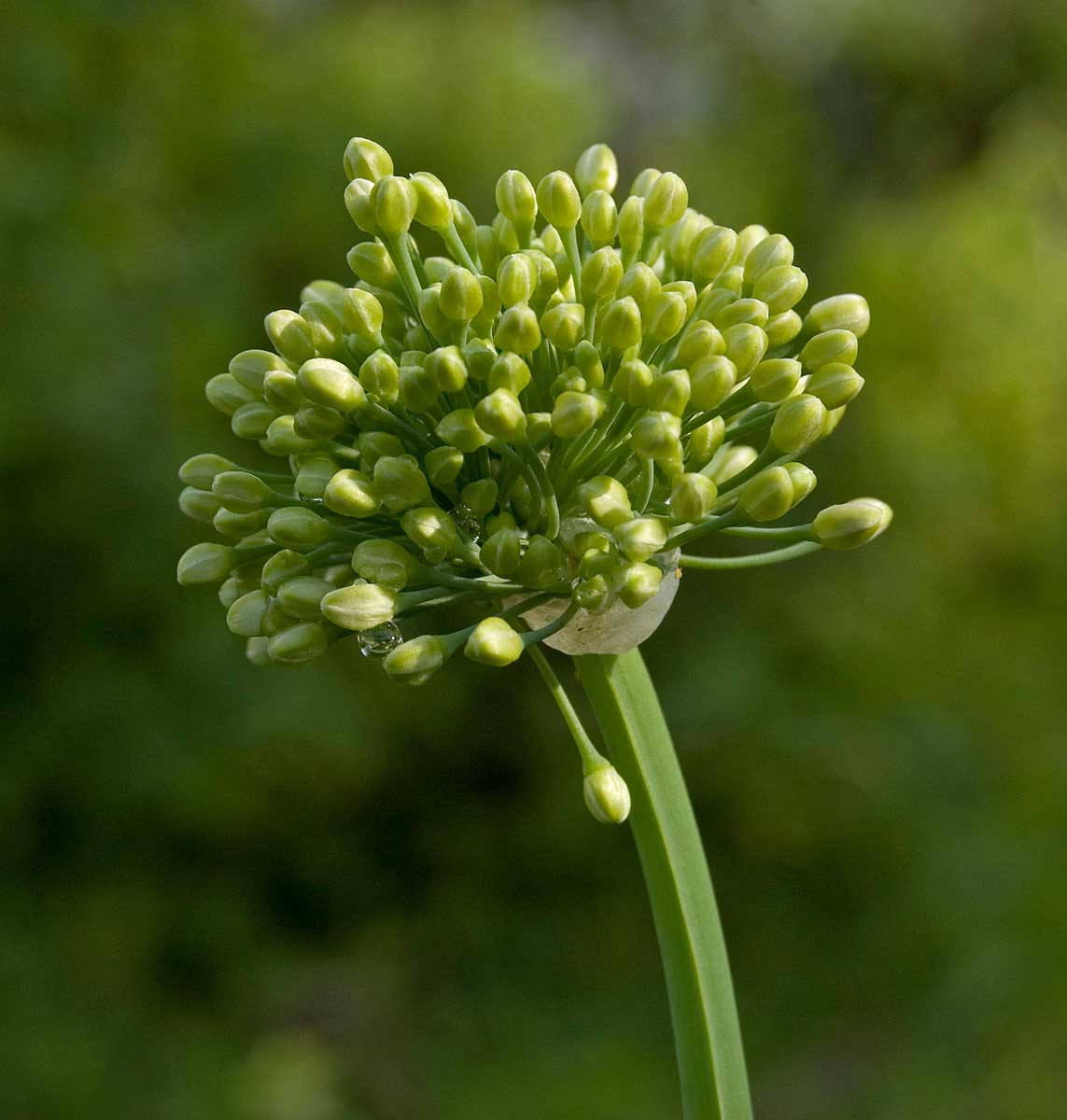 Image of Allium nutans specimen.