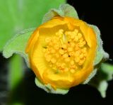 Abutilon grandifolium