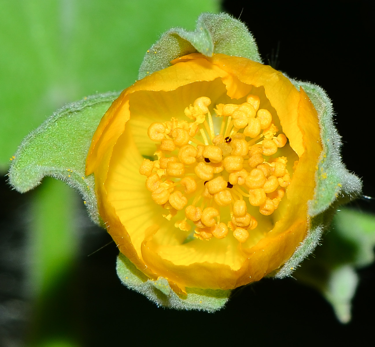 Image of Abutilon grandifolium specimen.