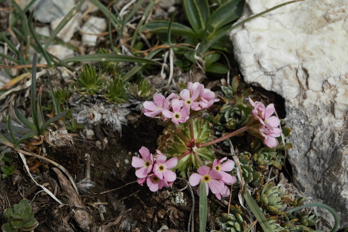 Image of Androsace albana specimen.