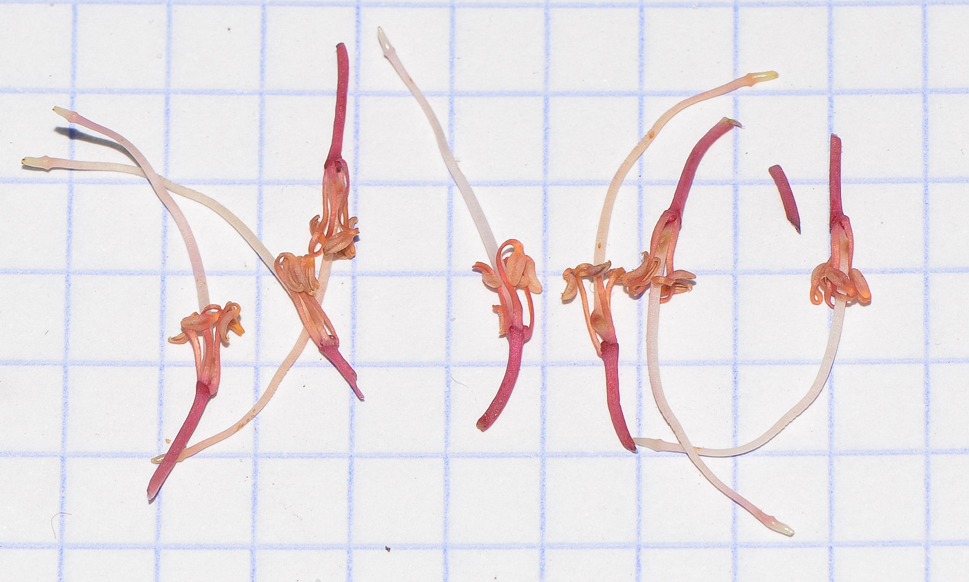Image of Hakea multilineata specimen.