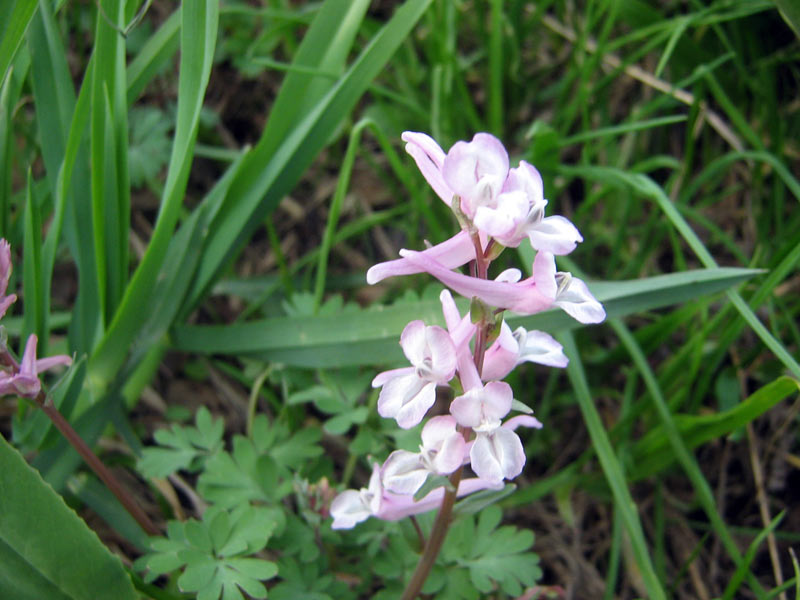 Изображение особи Corydalis glaucescens.