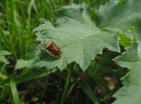 Heracleum sosnowskyi. Часть листа с сидящим клопом-щитником (Elasmostethus). Марий Эл, г. Йошкар-Ола, поляна в лесистой части Центрального парка. 25.08.2017.