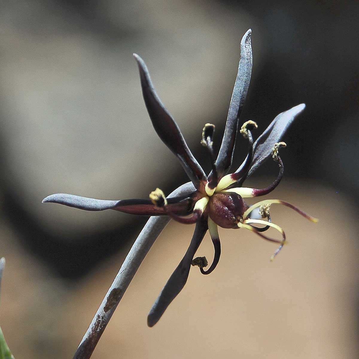 Изображение особи Ornithoglossum vulgare.