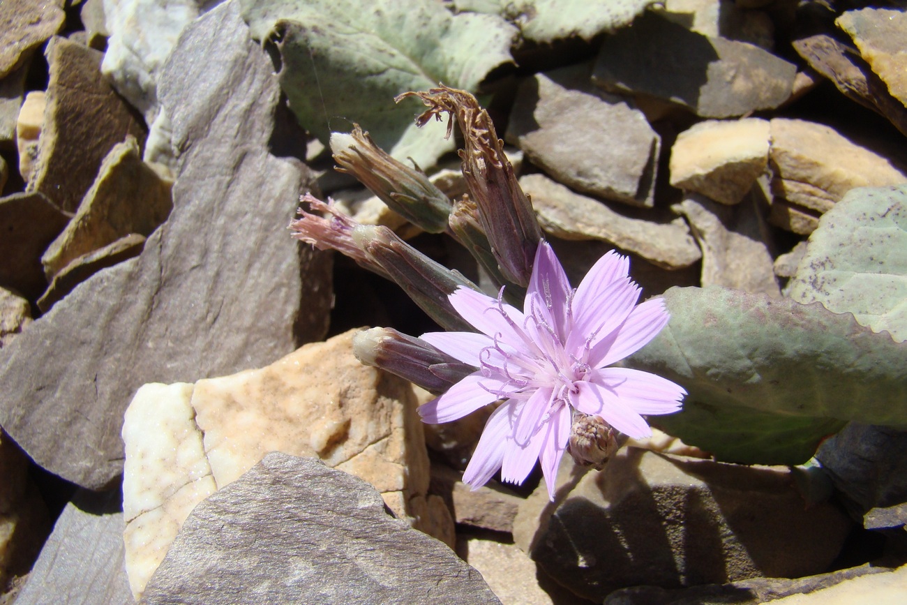 Image of Lactuca mira specimen.
