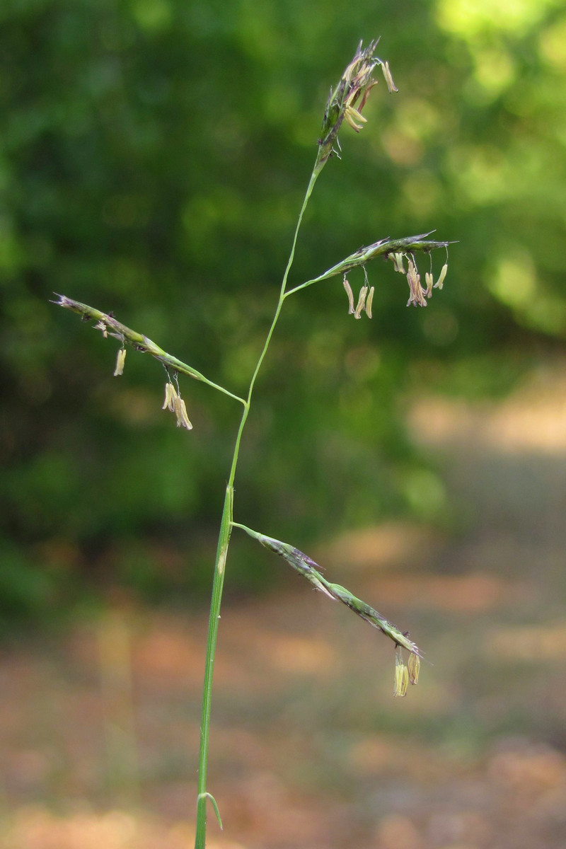 Изображение особи Cleistogenes serotina.