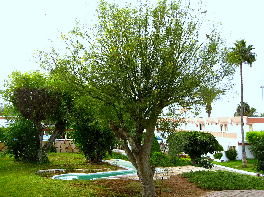 Image of Parkinsonia aculeata specimen.