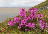 Pedicularis amoena. Цветущее растение. Якутия, дельта р. Лена, Хараулахский хребет, горный склон. 23.07.2017.