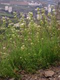 Arabidopsis thaliana