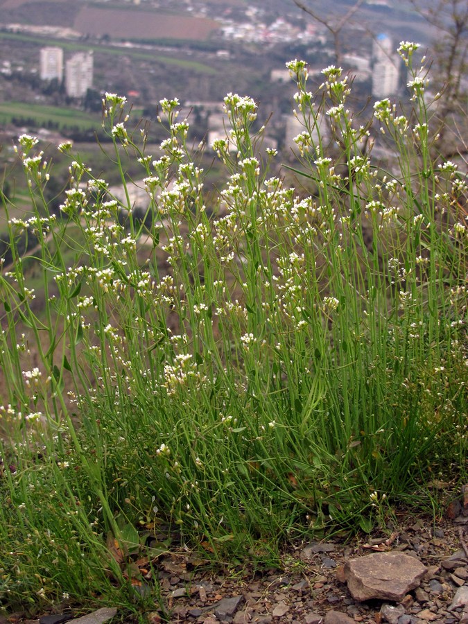 Изображение особи Arabidopsis thaliana.