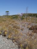 Echinops spinosissimus. Цветущее растение на обочине дороги. Греция, о. Родос. Июль 2017 г.