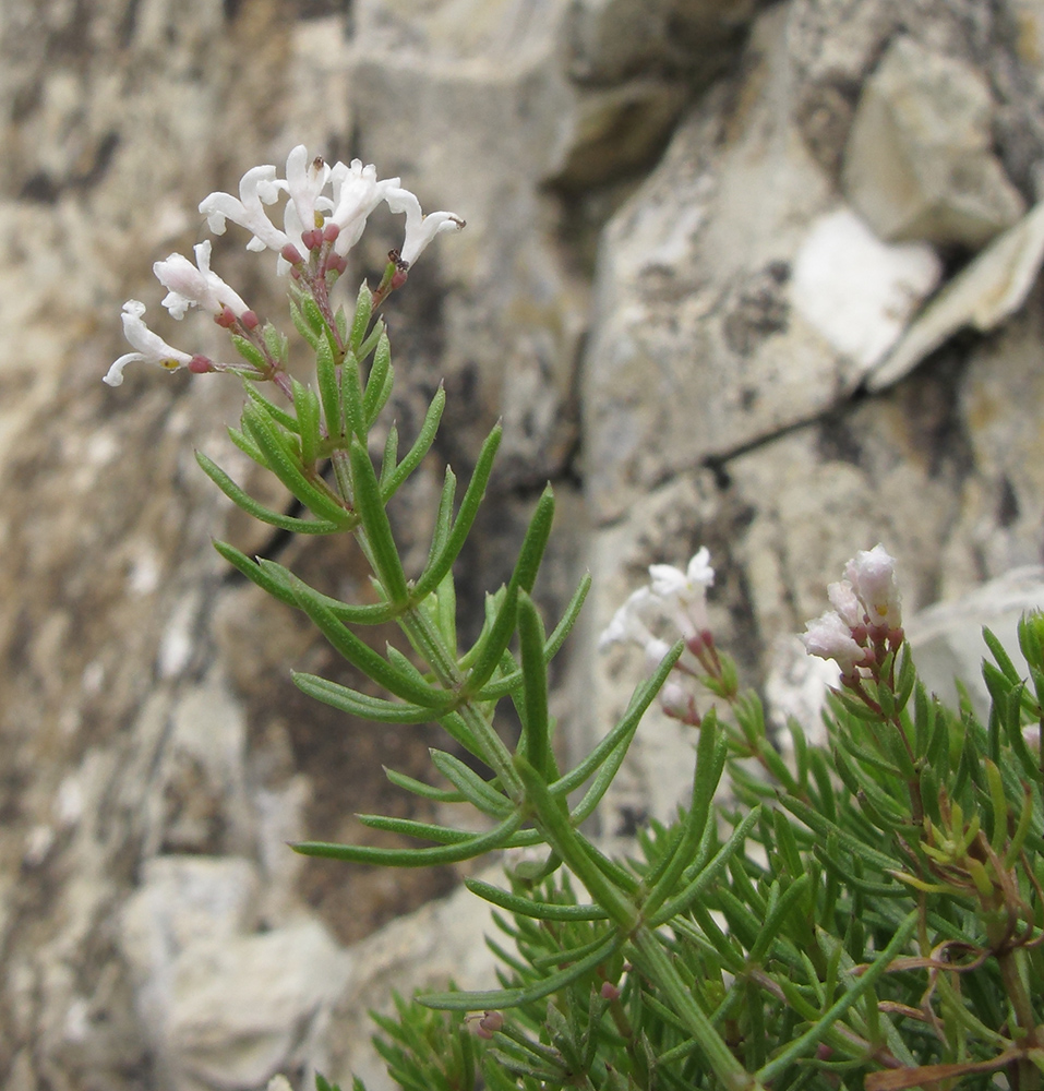 Image of Asperula biebersteinii specimen.