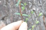 genus Lomatogonium. Часть побега и бутоны. Китай, Юньнань, горы Shibaoshan (Shibao Shan), окр. храма Шицзхон (Shizhong Temple), смешанный лес. 26 октября 2016 г.