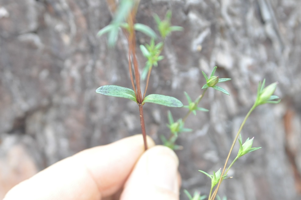 Image of genus Lomatogonium specimen.