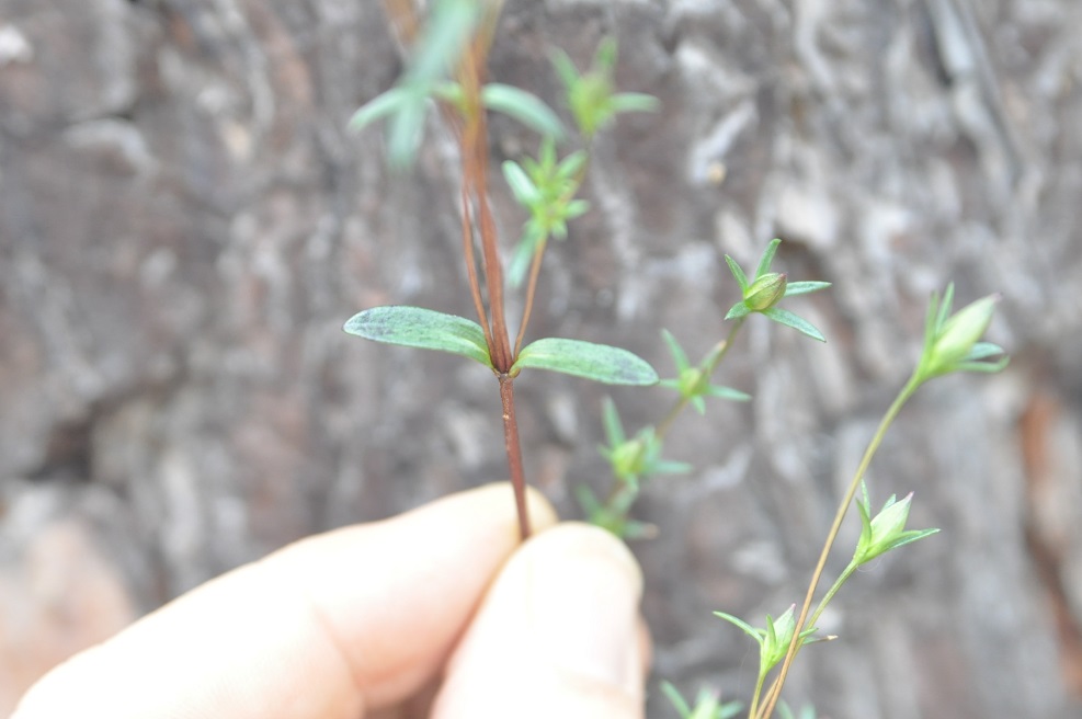 Изображение особи род Lomatogonium.